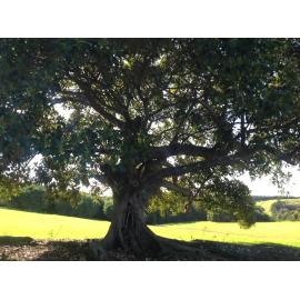 Fig Tree Killalea State Park