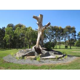 Killalea State Park Scar Tree