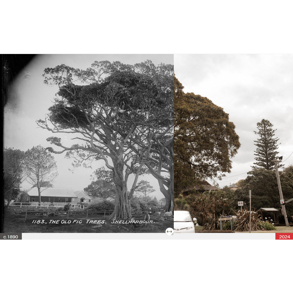 Little Park, Shellharbour