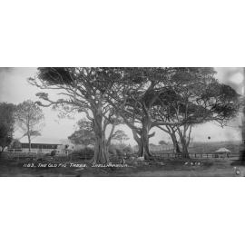 The Old Fig Trees at Shellharbour
