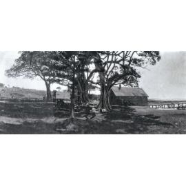 Little Park, Boat Store and Fig Trees