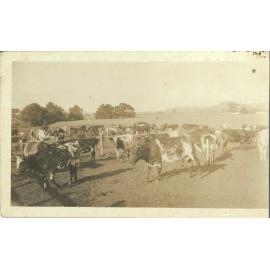 Milking Cows Albion Park