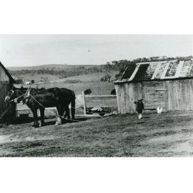 Richard Ball with plough horses