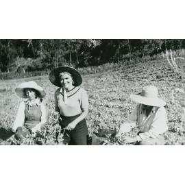 Ladies picking peas behind 'Tulkeroo', Albion Park