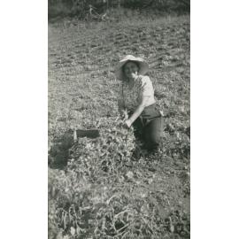 Kate Lyons picking peas behind 'Tulkeroo', Albion Park