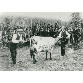 Cattle sale Albion Park