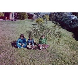 Black wattle planted by pupils of Barrack Heights Public School  1989