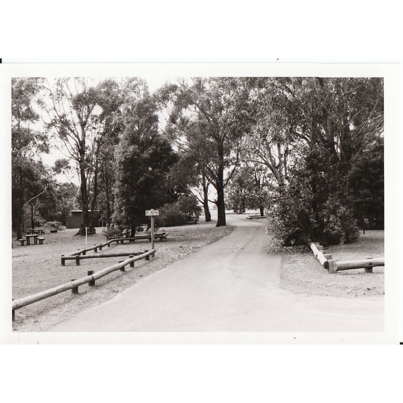 Blackbutt