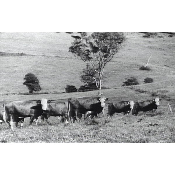 North Macquarie