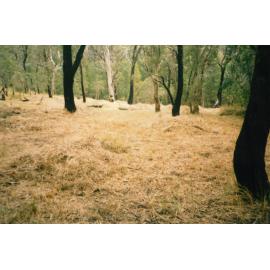 Fire hazard reduction program in Blackbutt Forest Reserve