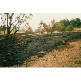 Fire hazard reduction program in Blackbutt Forest Reserve 1987