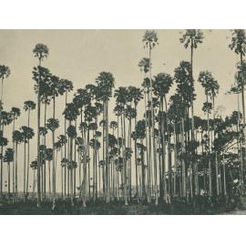 Cabbage Palms, Illawarra