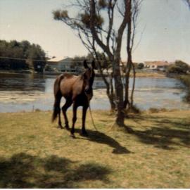 Horse at Little Lake