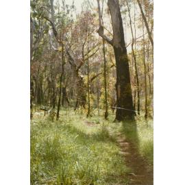 Blackbutt Forest
