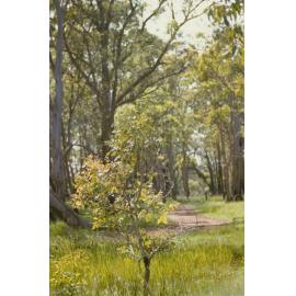 Central path, Blackbutt Forest 1980