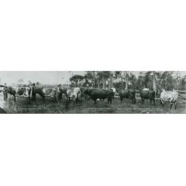Pen of Illawarra Shorthorns exhibited by Johnston Bros at Dapto Show 1920
