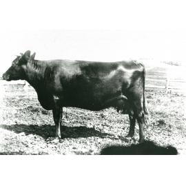 Dairy cow at 'St Ives', Dunmore