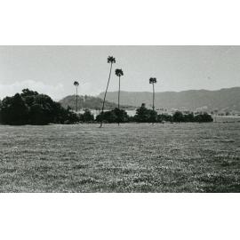 Last of the cabbage trees at 'The Meadows',  Albion Park