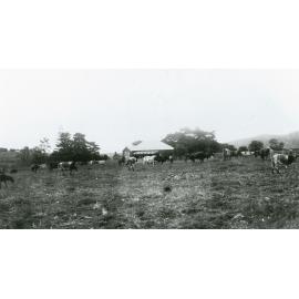 'Mount Terry' homestead