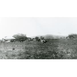 'Mount Terry' homestead