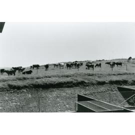 Cattle grazing behind Blackbutt Motel