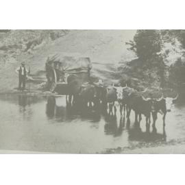 Bullock team 1880s