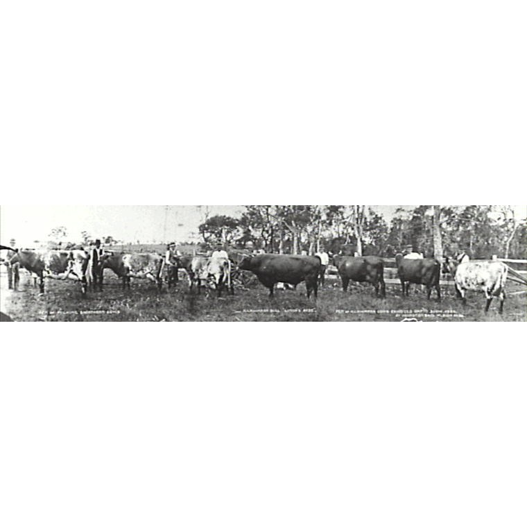 Dapto