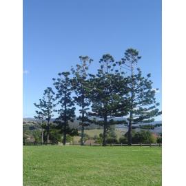Hoop Pines at Wentworth Cottage Park
