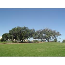 Fig Trees at Wentworth Cottage Park