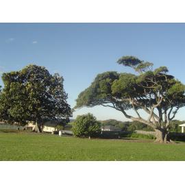 Fig Trees at Wentworth Cottage Park