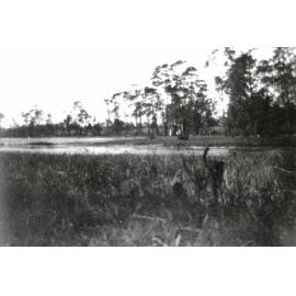 Oak Flats