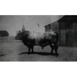 David Harum II Bull