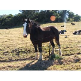 Clydesdale Horse at 'Nancyville' Farm, Dunmore 