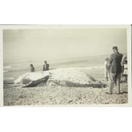 Whale at South Beach