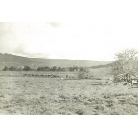 Roy O'Gorman's Farm