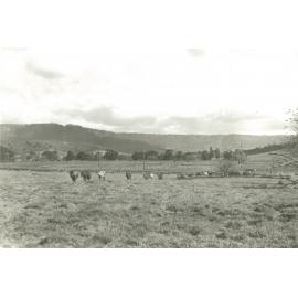 Roy O'Gorman's Farm