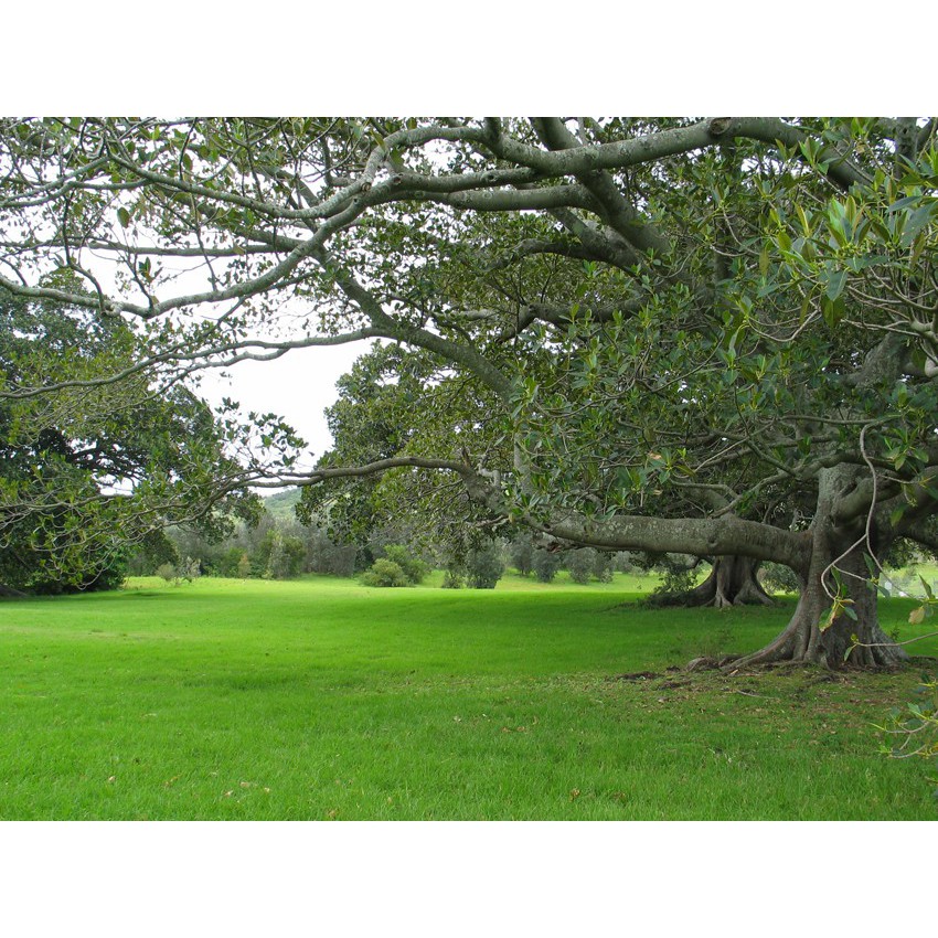 King (Patrick Branch)