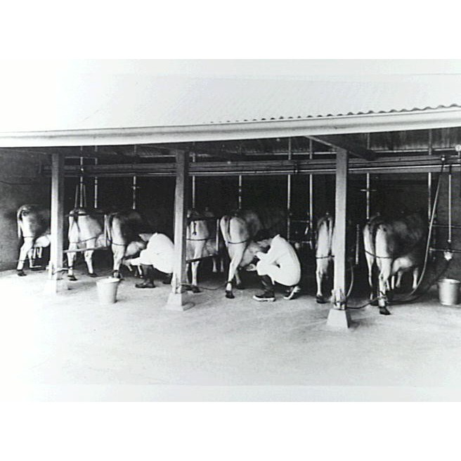Dairying
