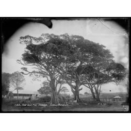 Harbour Master's Cottage and Old Fig Trees at Shellharbour