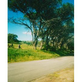 Avenue of Umbrella Pine Trees