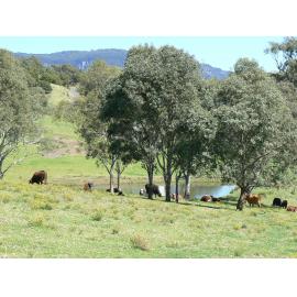 Cows on a Farm, Yellow Rock Road