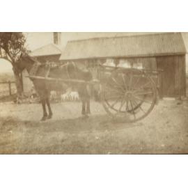 Horse and Milk Cart, Shellharbour