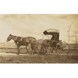 Horse and Buggy, Shellharbour