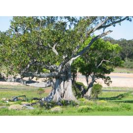 Fig Tree Allawah Farm