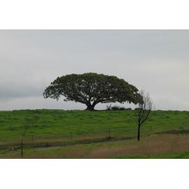 Fig Tree Former Gow Family Farm