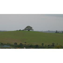 St Ives Farm Fig Tree