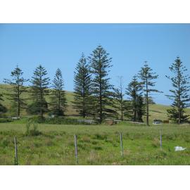 Norfolk Island Pines, Old Princes Highway