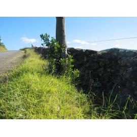 Dry Stone Wall, Dunmore