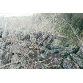 Stone Wall at 'Glenbrook', Stoney Creek