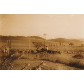 Cattle Herd near Clout's Farm